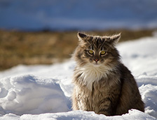 雪地里一脸严肃的猫咪