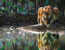 一只盯着水面的老虎