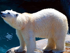 胖胖的北极熊