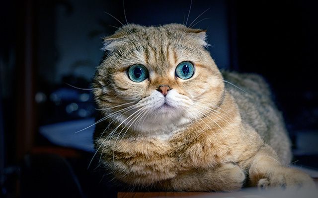 有着漂亮蓝眼睛的猫