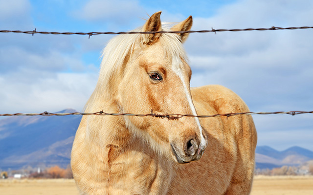 犹他州一处农场里的马