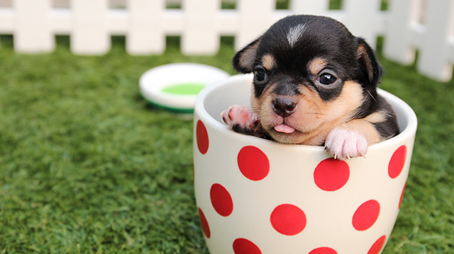 听说茶杯犬很可怜