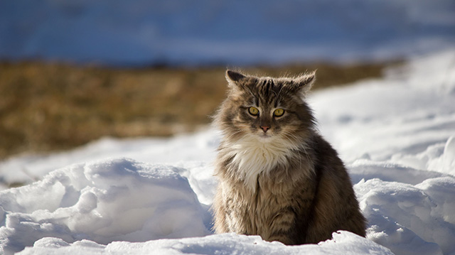 雪地里一脸严肃的猫咪