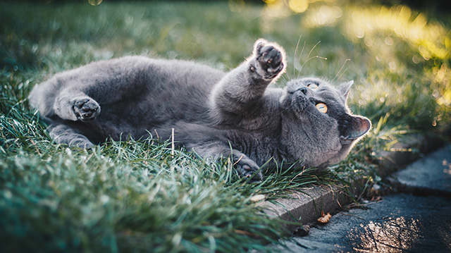 草地上玩耍的蓝猫