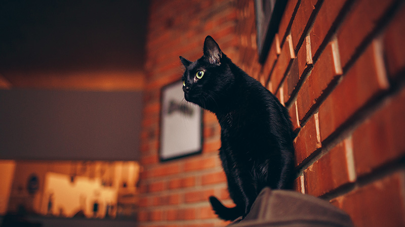 看起来诡异的黑猫