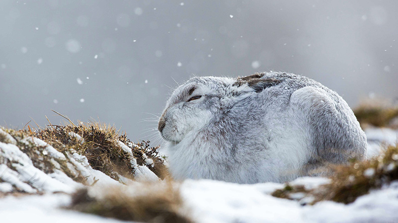风雪中蜷缩着的雪兔