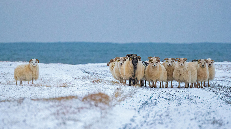长毛冰岛绵羊
