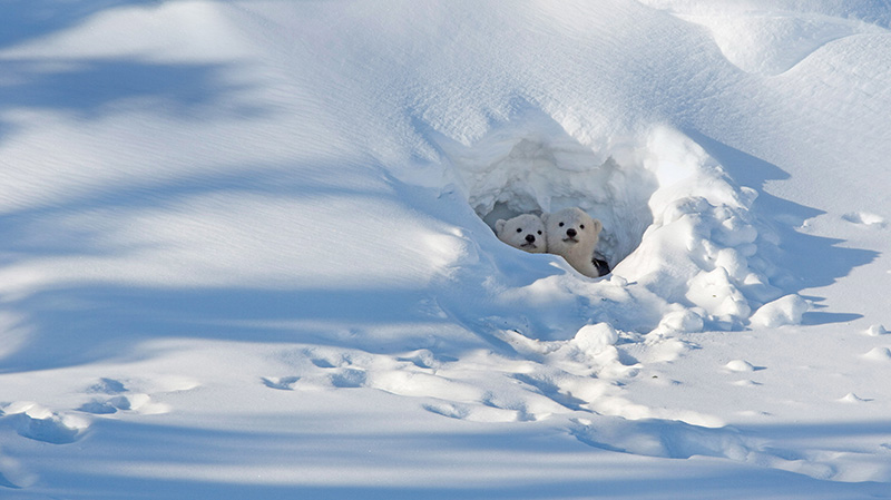 瓦普斯克国家公园内的北极熊