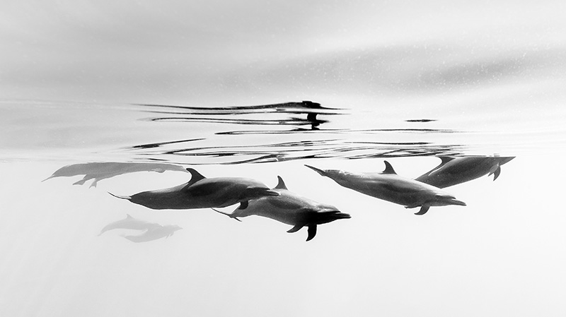 伊斯塔帕海岸的热带斑海豚