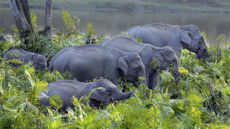卡齐兰加国家公园的象群