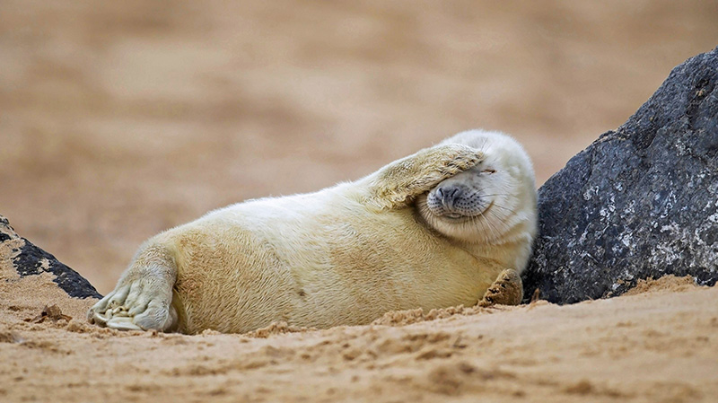 沙滩上休息的灰海豹幼崽