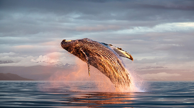 弗雷德里克海峡中的座头鲸