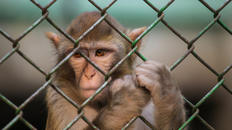 动物园围栏里孤单的小猴