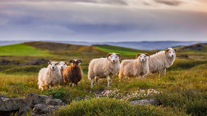 冰岛乡村草地上羊群