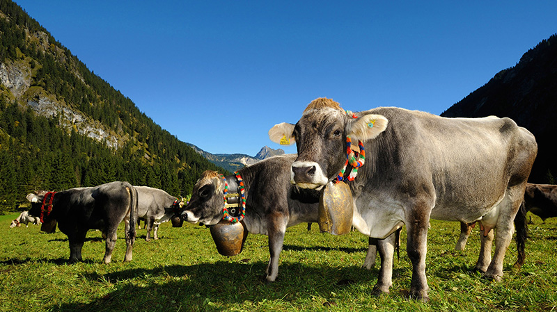 奥地利坦海姆塔尔牧场的牛群