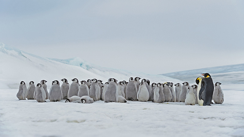 斯诺希尔岛的成年帝企鹅