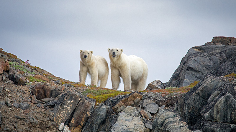 托朗盖山国家公园的北极熊
