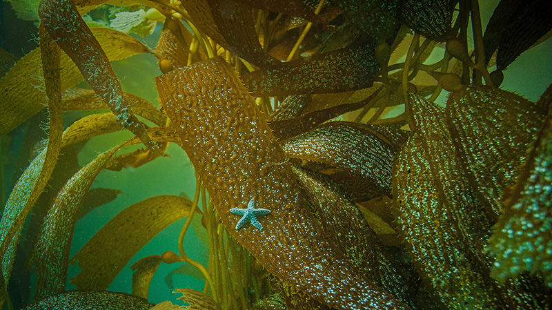 加州海岸海藻上的赭色海星