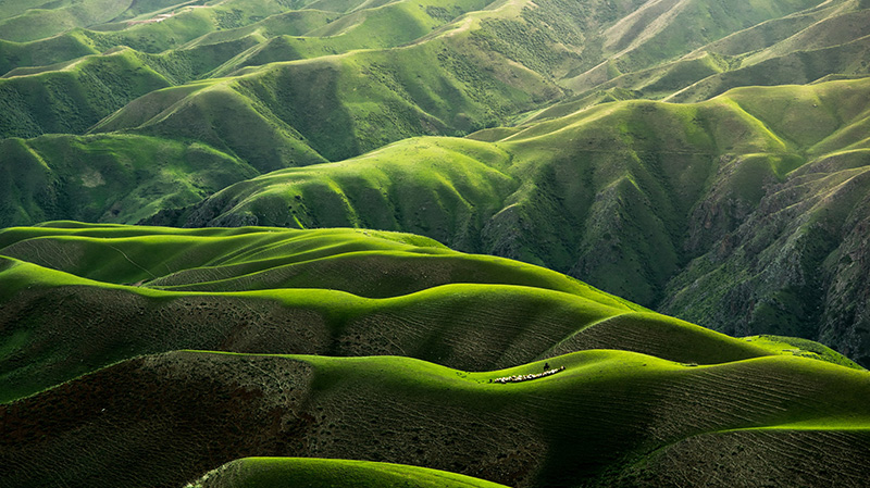 新疆伊犁的人体草地