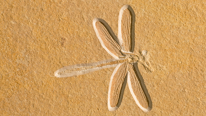一亿年前的蜻蜓化石