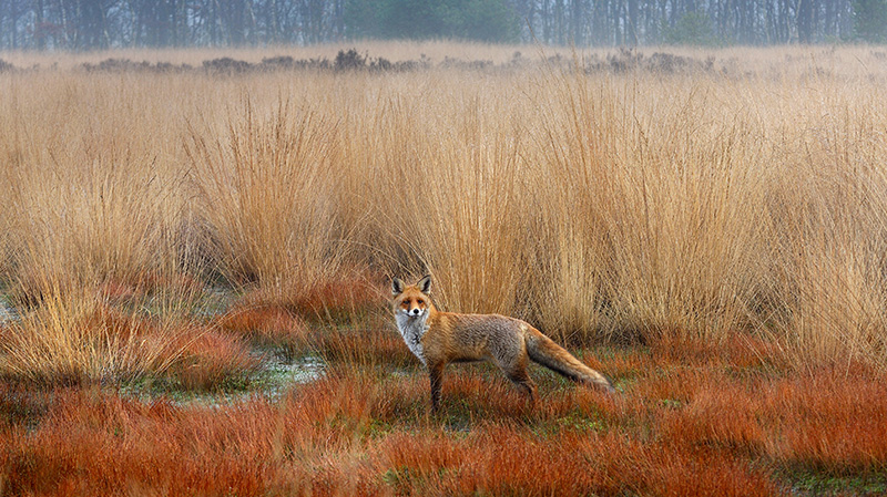 生活在荷兰的赤狐