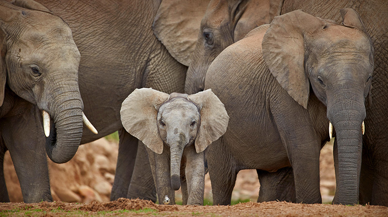 阿多大象国家公园的非洲象