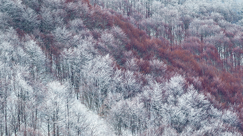 被雪覆盖的山毛榉林