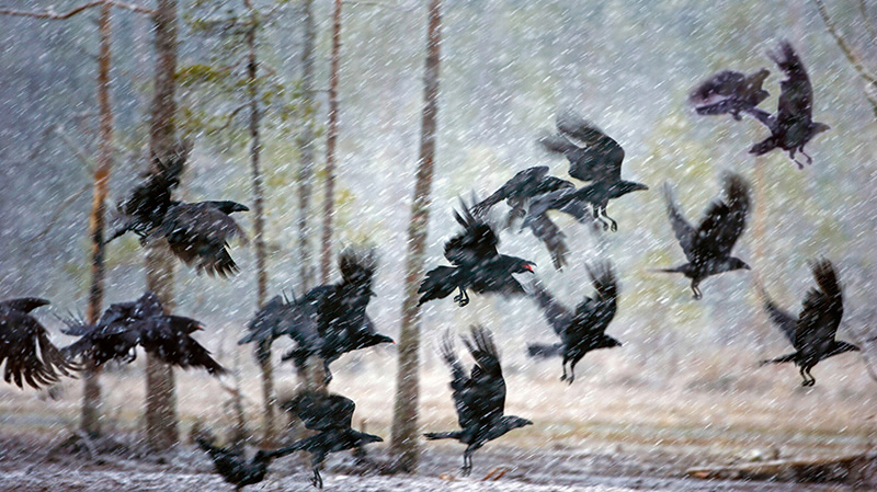 芬兰库赫莫附近暴风雪中的乌鸦
