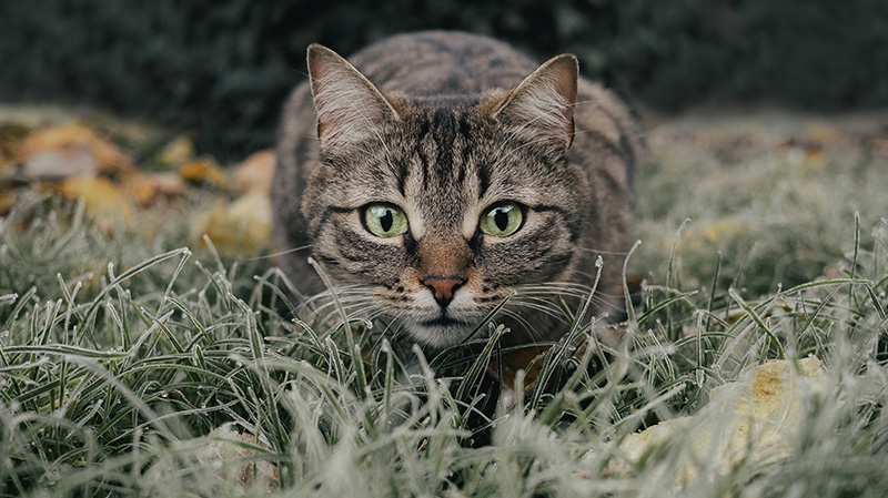 草丛里的虎斑猫