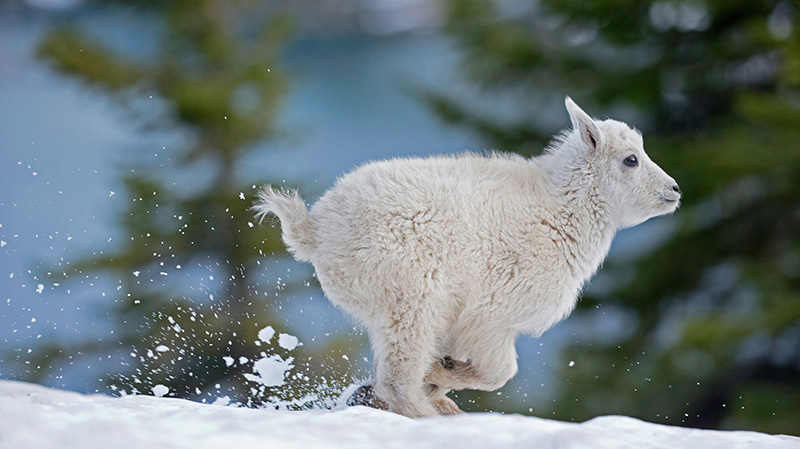 蒙大拿州西部的小雪羊