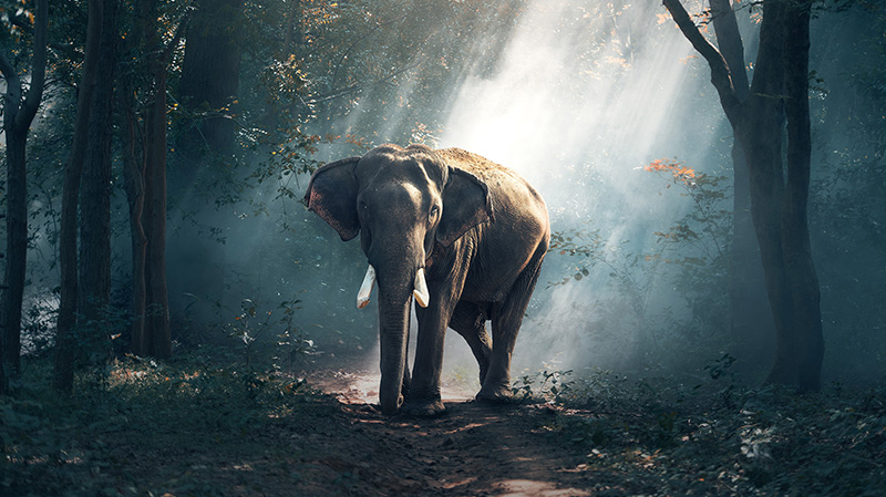森林里的泰国大象