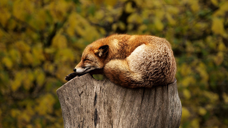树桩上睡觉的狐狸
