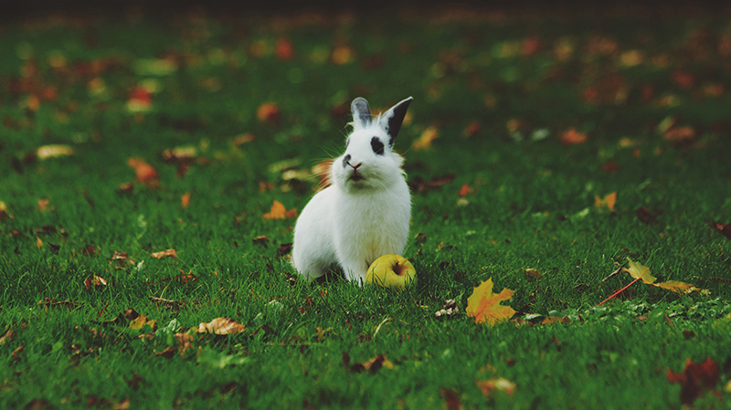 一只可爱的灰耳兔子