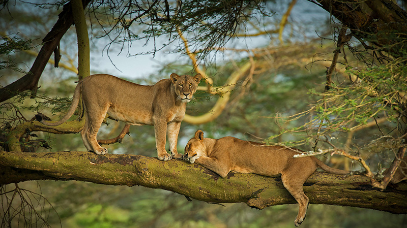 纳库鲁湖周围森林中的狮子
