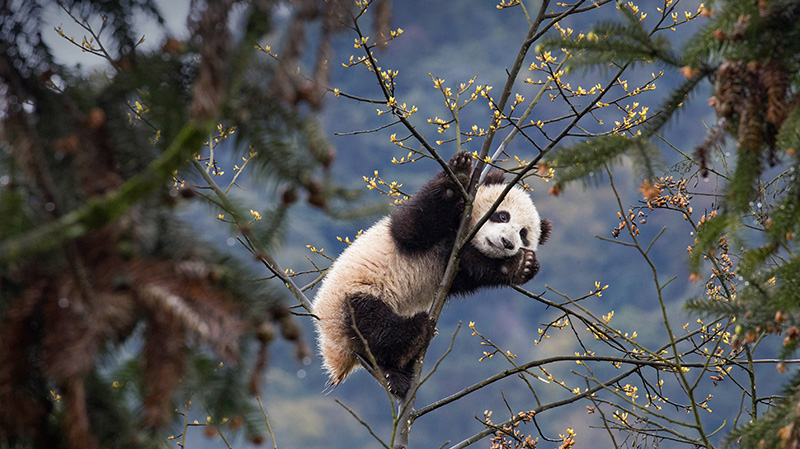 碧峰峡熊猫基地的大熊猫