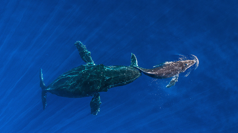 毛伊岛附近座头鲸妈妈和它的孩子
