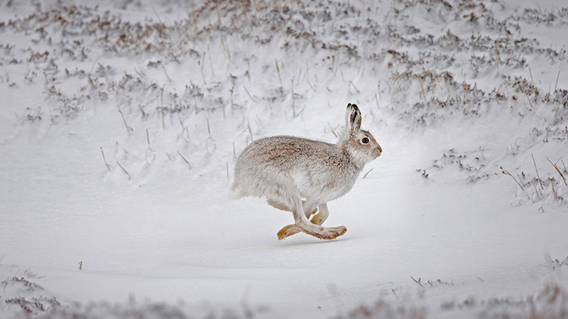 在白雪覆盖的高地上奔跑的雪兔