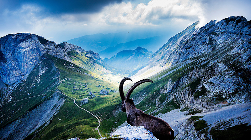 皮拉图斯山山顶上的山羊