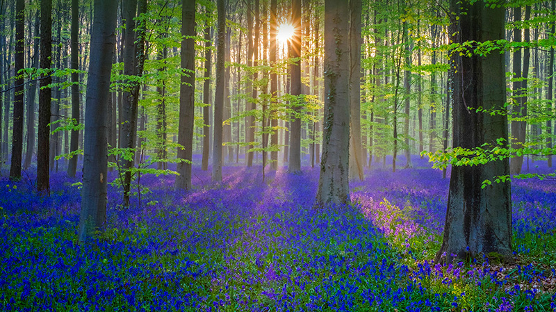 哈勒博斯森林漫山遍野的蓝铃花