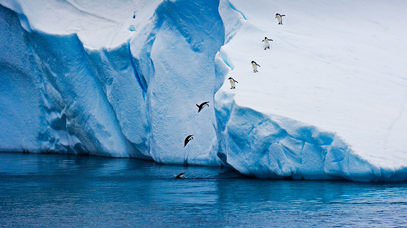 冰山上潜水觅食的企鹅