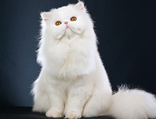 一只白色蓬松猫