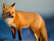 一只红狐狸
