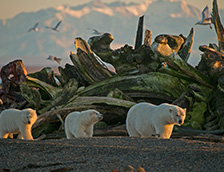 野生动物保护区里北极熊