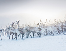 雪地中的一群驯鹿