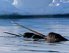 巴芬岛附近的一群独角鲸