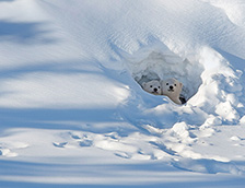 瓦普斯克国家公园内的北极熊