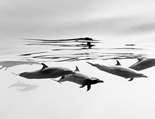 伊斯塔帕海岸的热带斑海豚
