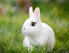 草地上的可爱白兔