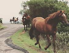 路边几匹棕色的马
