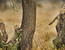 坦桑尼亚保护区中的猎豹幼崽
